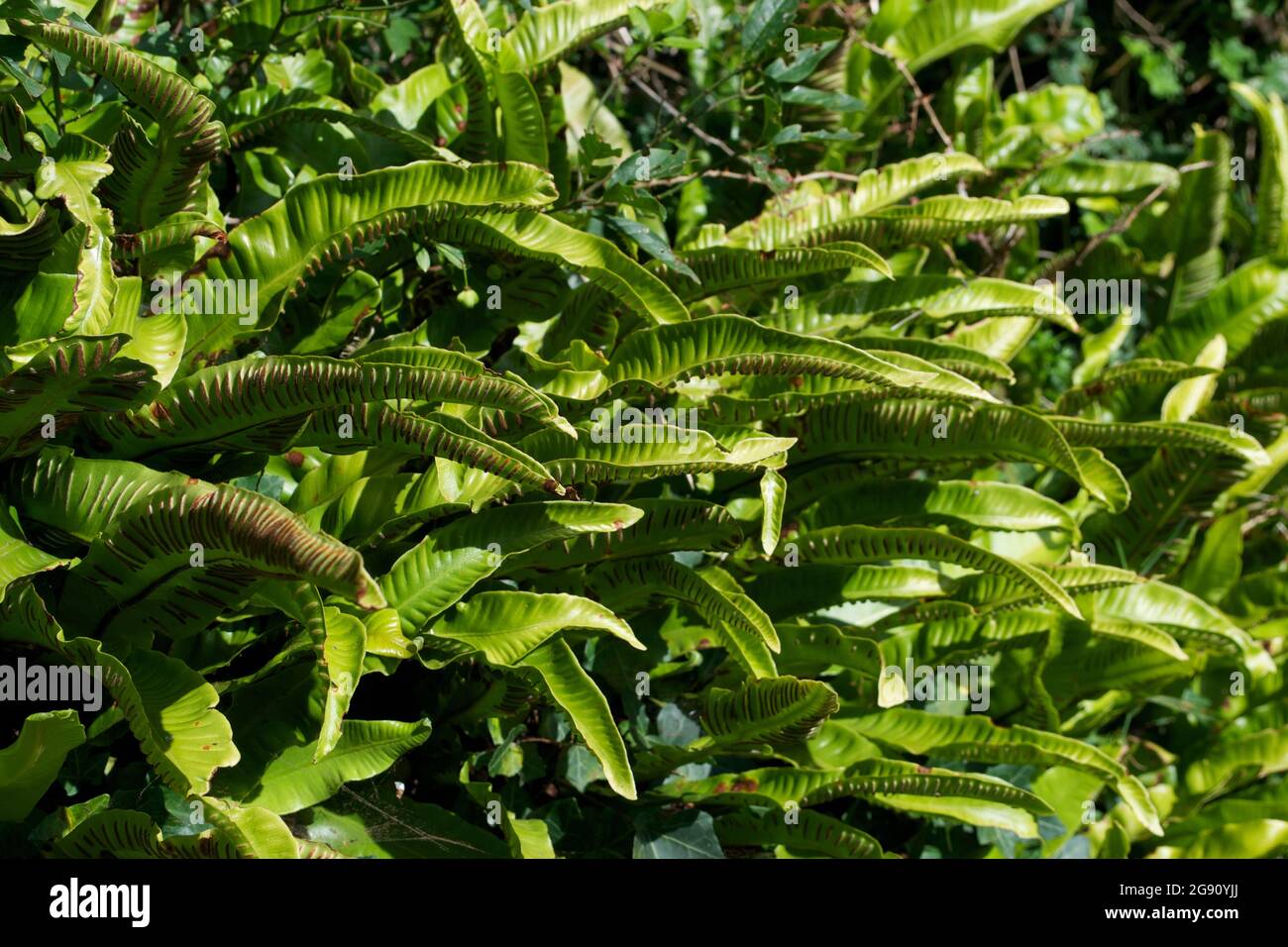 goldfruchtpalme wasserbedarf Goldfruchtpalme - Dypsis lutescens