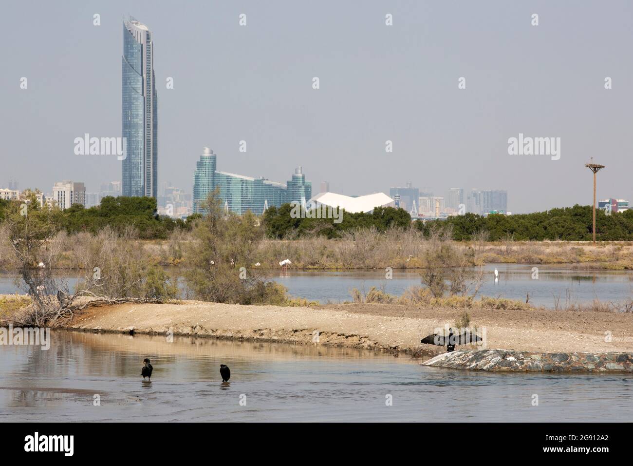 Kormorane (Phalacrocoracidae) im Naturschutzgebiet Ras al Khor in Dubai mit dem D1 Tower und dem InterContinental Residence Suites Dubai Festival Stockfoto