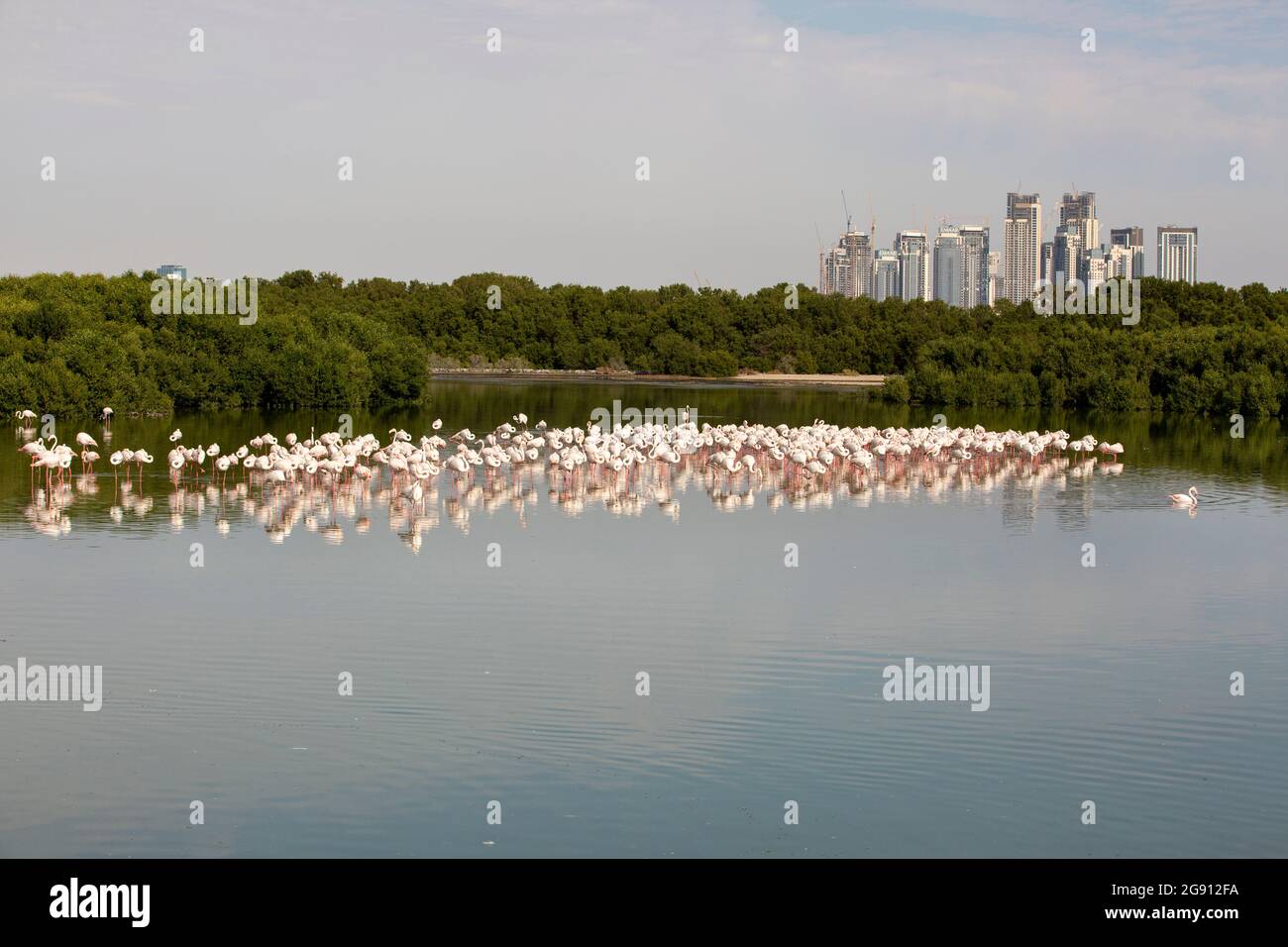 Greater Flamingos (Phoenicopterus roseus) im Feuchtgebiet Ras Al Khor in Dubai, VAE. Stockfoto