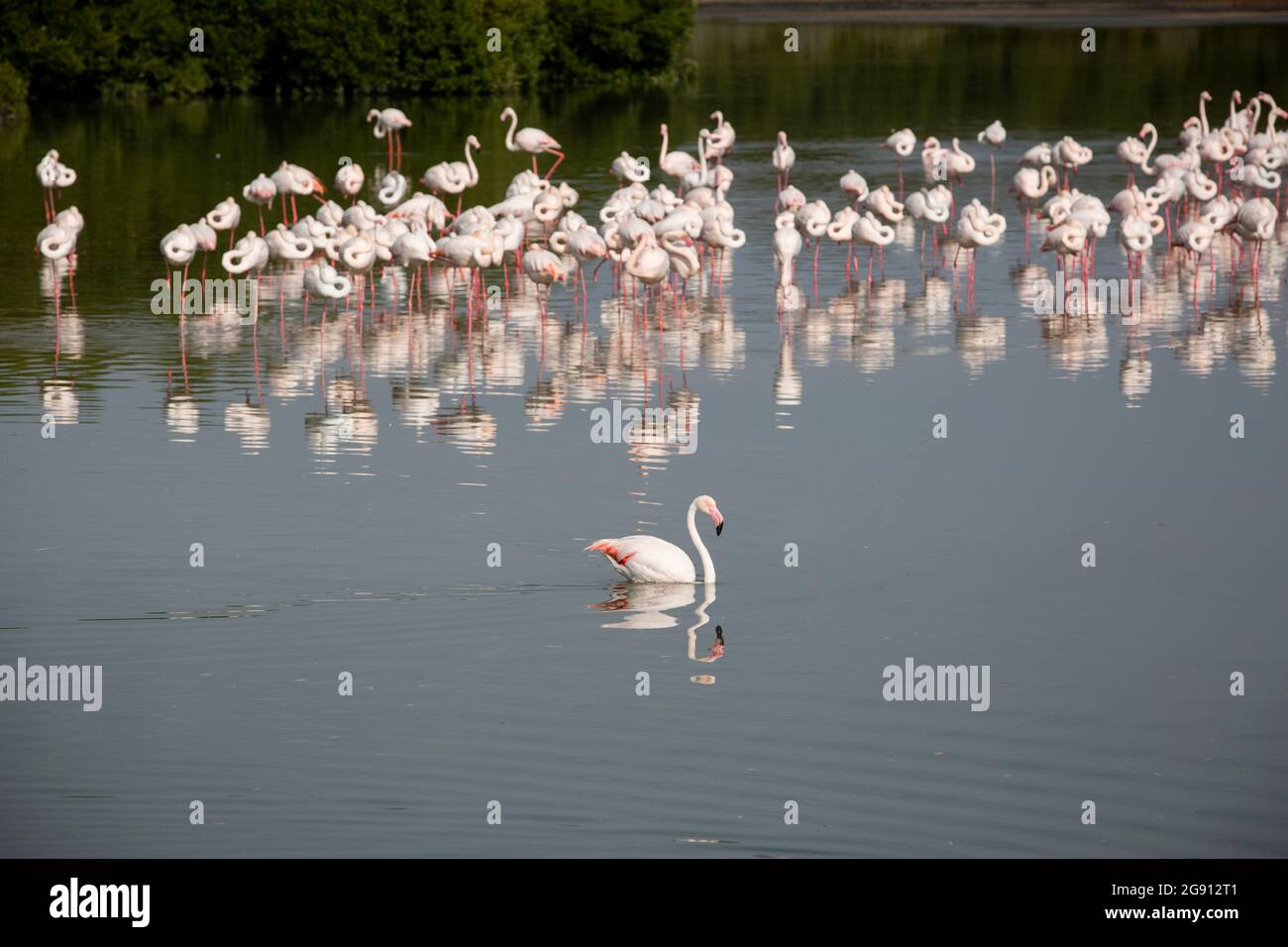 Ein Flamingo (Phoenicopterus roseus), der im Feuchtgebiet Ras Al Khor in Dubai, VAE, schwimmt. Stockfoto