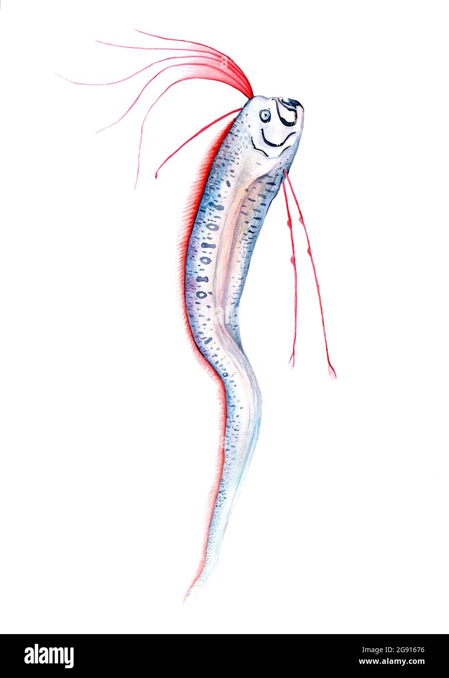 Riesenoarfisch, Illustration Stockfoto