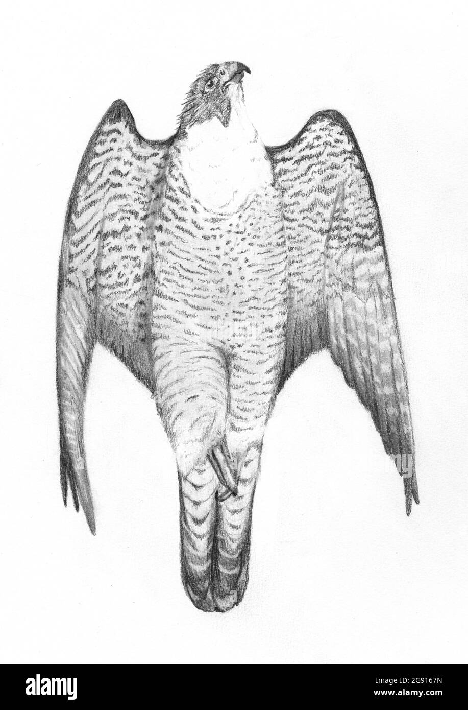 Peregrinfalke, Illustration Stockfoto