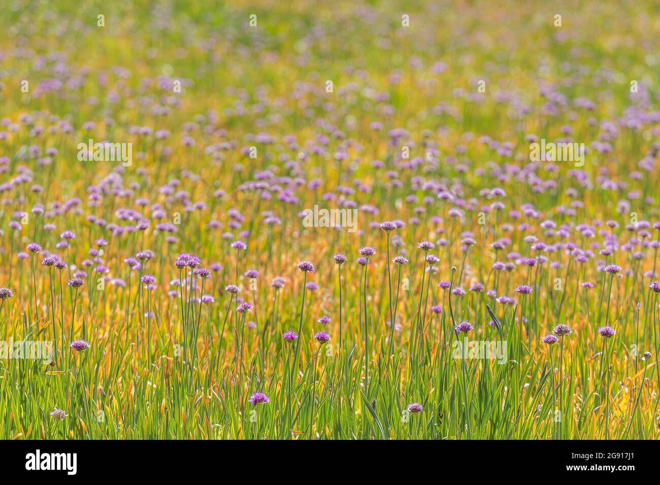 Red Sierra Onion, Dana Meadows, Ansel Adams Wilderness, Kalifornien Stockfoto