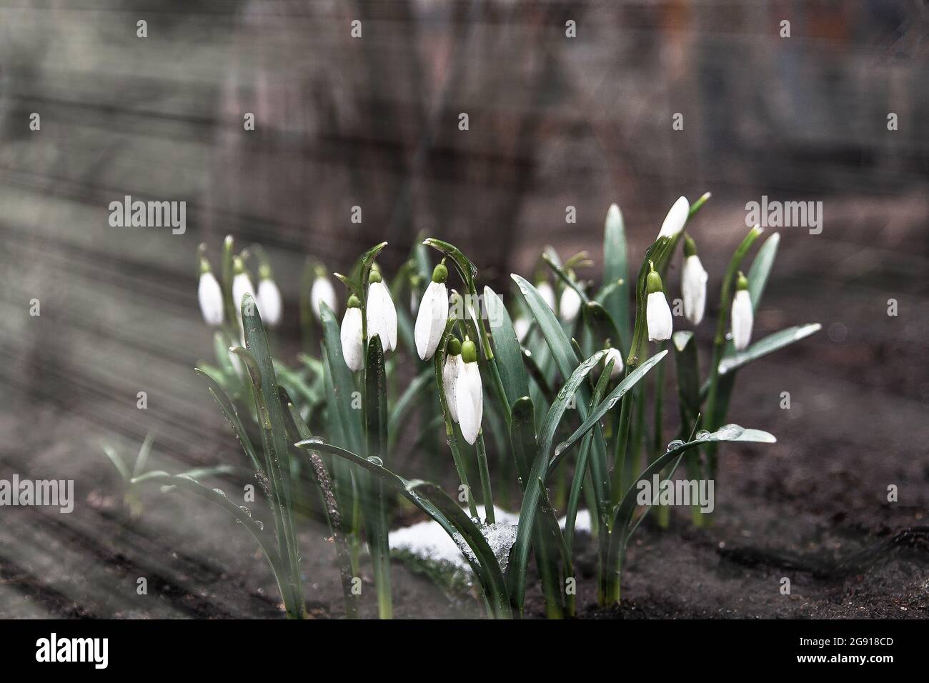 Frühlingsblumen weiße Schneeglöckchen im Wald im Sonnenlicht, Strahlen. Selektiver Fokus, Unschärfe. Konzept, der Anfang des Frühlings. Speicherplatz kopieren Stockfoto