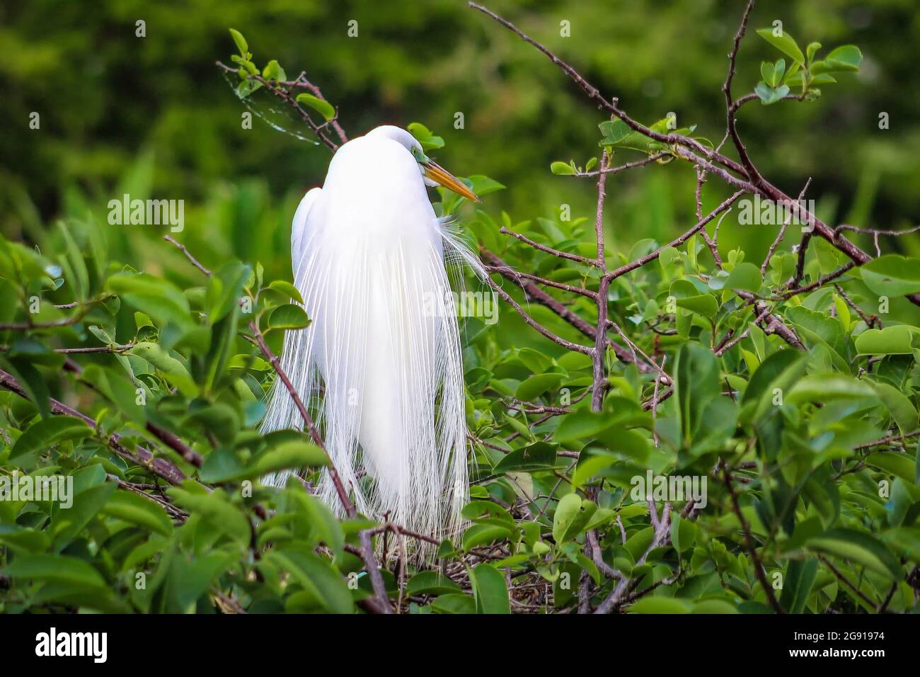 Ziemlich großer Weißreiher, der auf einem Nest sitzt. Stockfoto