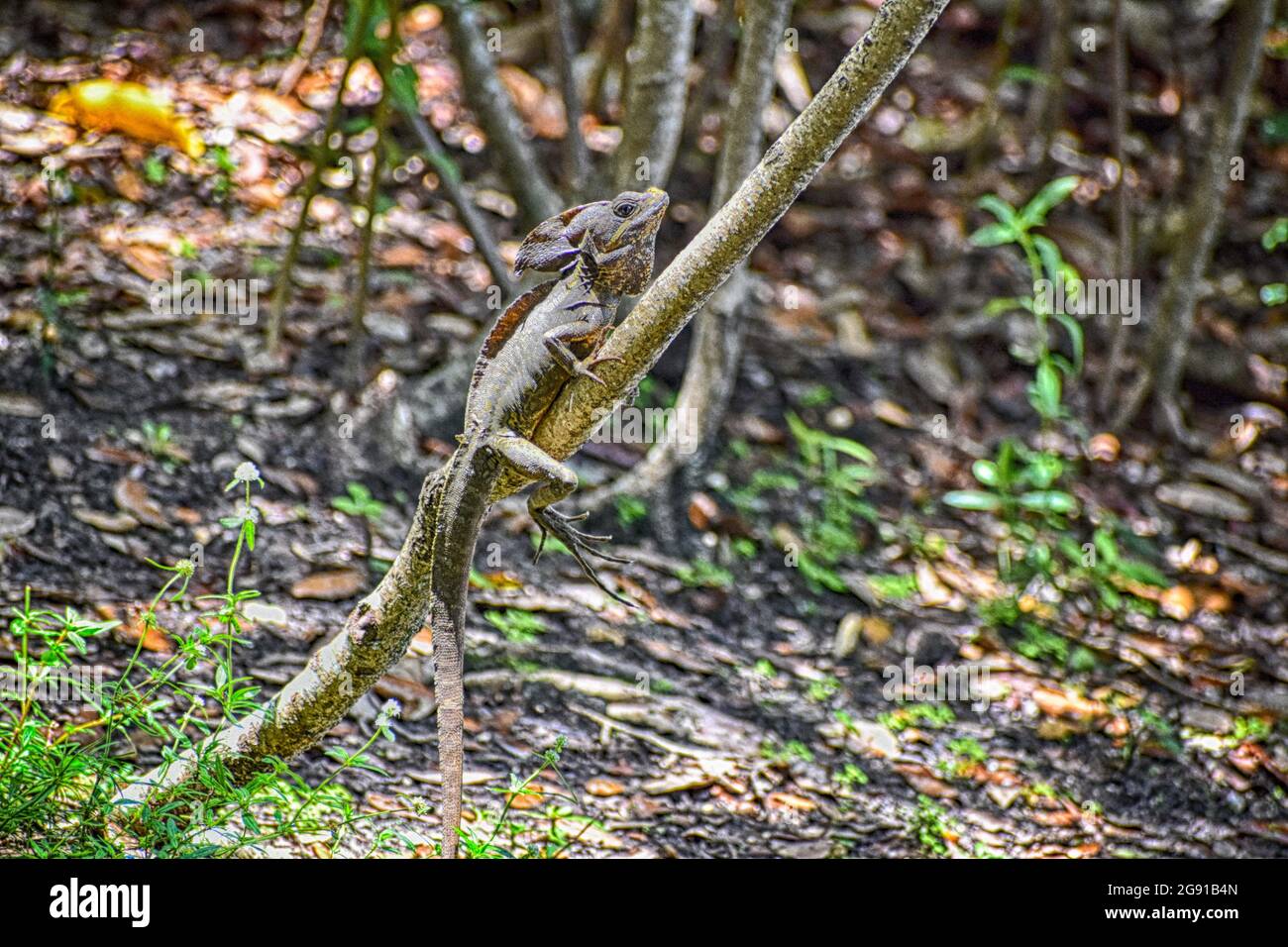 Der braune Basilisk ist eine Art Eidechse Stockfoto