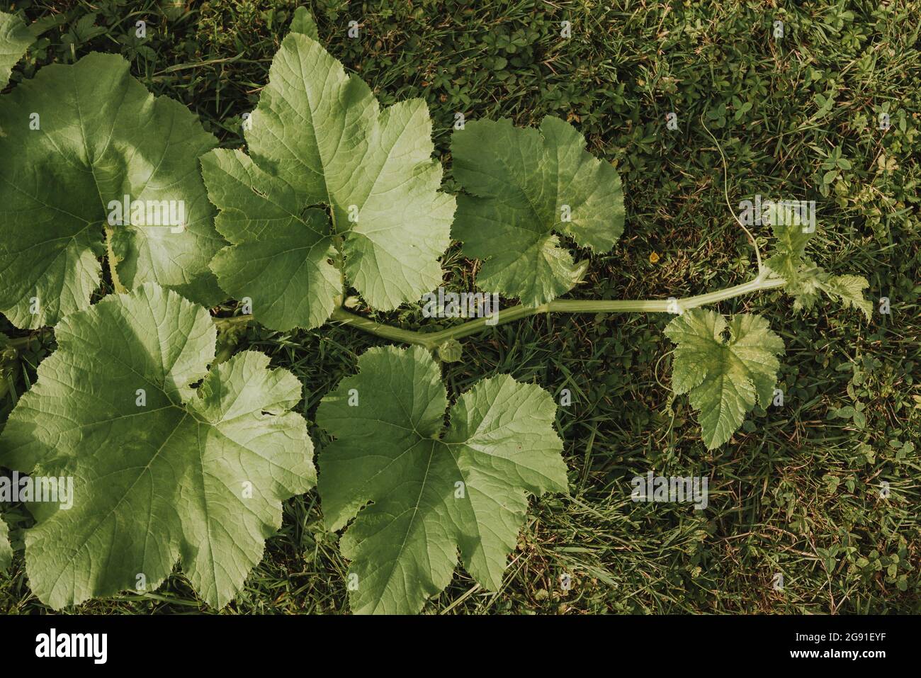 Kürbisblätter wachsen im Sommer auf dem Boden Stockfoto
