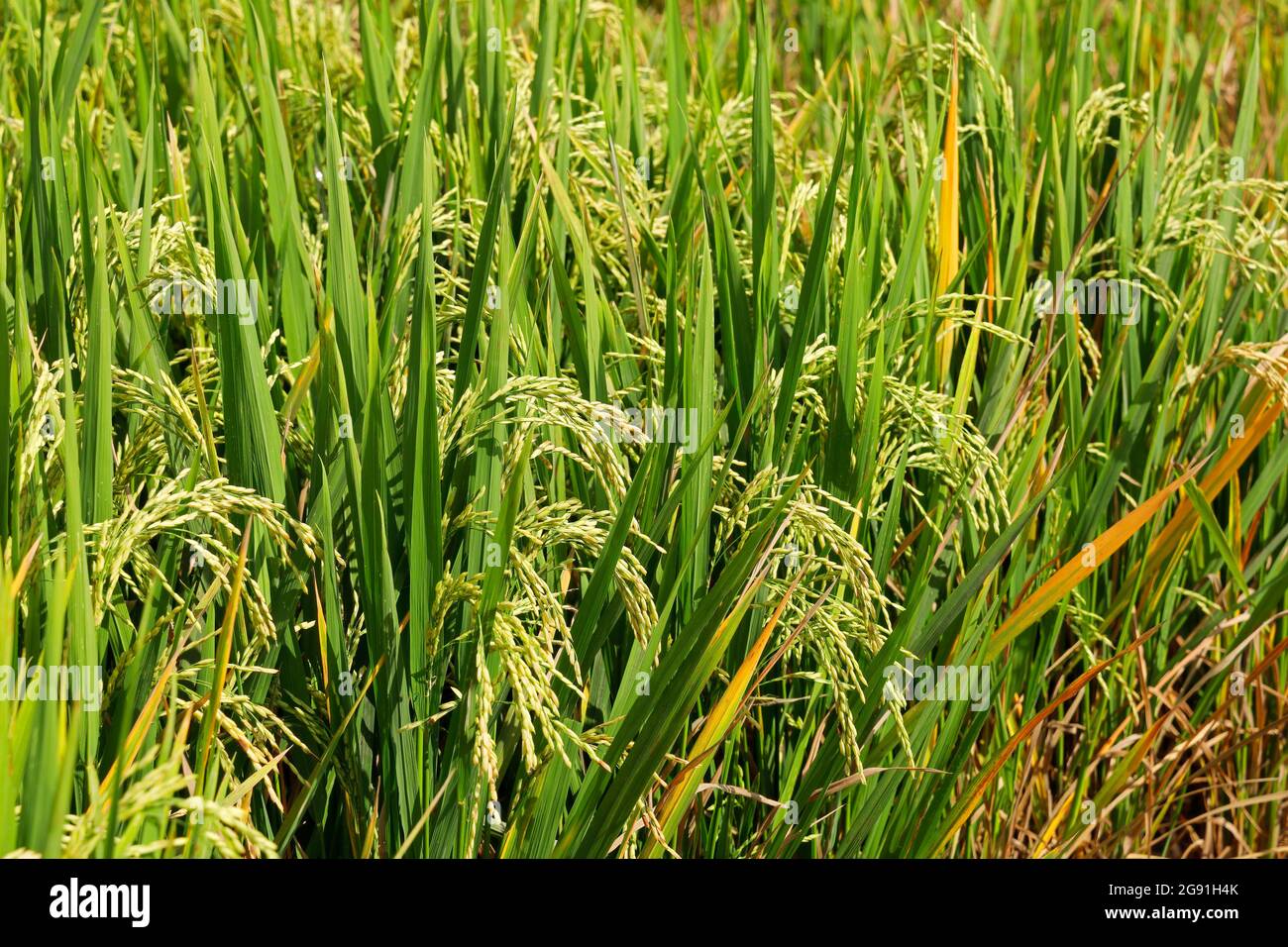 Nahaufnahme üppiger Reispflanzen in einem Reisfeld, Bali, Indonesien Stockfoto