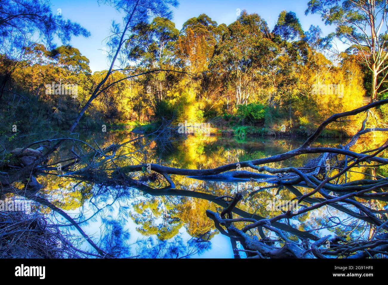 Mitten im Lane Cove River, Nationalpark in Sydney, Australien, gefallener Totwald. Stockfoto