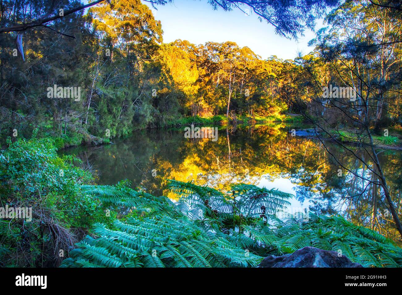 Immergrüne Pflanzen - Farne, Gummibäume, Kiefern im Nationalpark Lane Cove von Sydney, Australien. Stockfoto