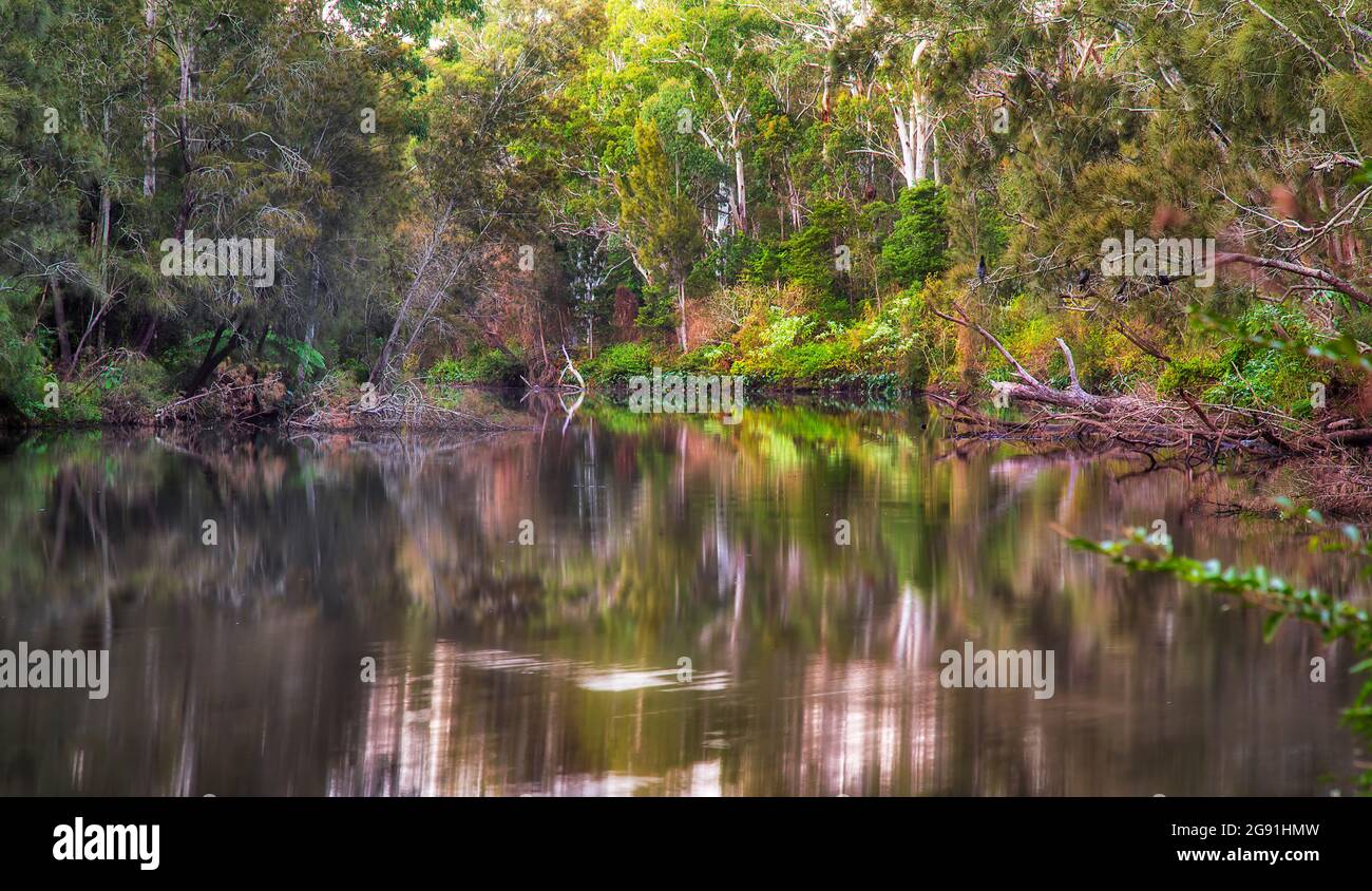 Üppige immergrüne Regenwaldwälder am Ufer des Lane Cove Flusses im Lane Cove Nationalpark, Sydney, Australien. Stockfoto