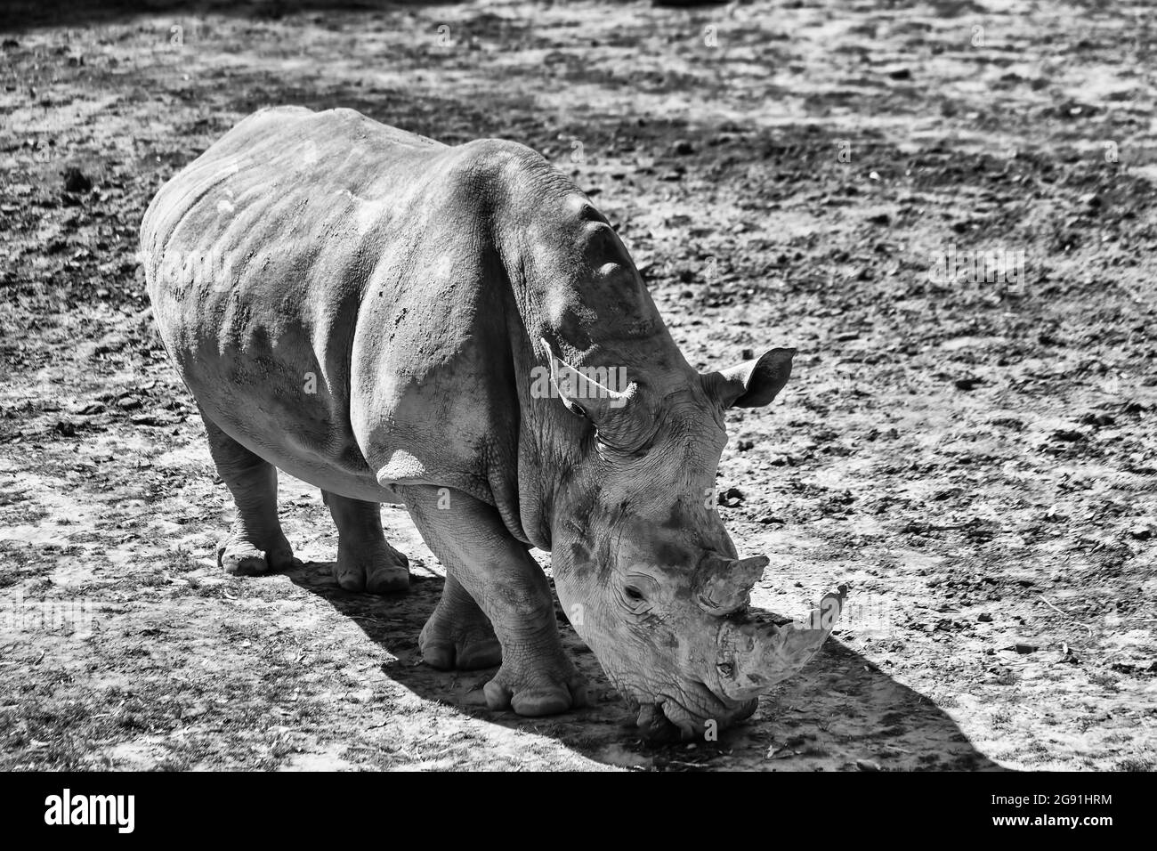 Natürliche Umwelttarnung von schlammigem Boden im unfruchtbaren Klima - weißes Nashorn in schwarz-weiß Umwandlung. Stockfoto