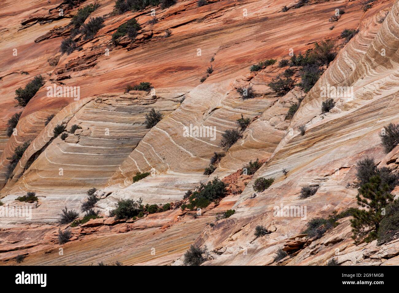 Canyon Wände, die im Laufe der Zeit erodiert wurden, um eine glatte, abfallende Oberfläche zu bilden, die Linien und Sandschichten zeigt, die sie Tausende von Jahren bildeten Stockfoto