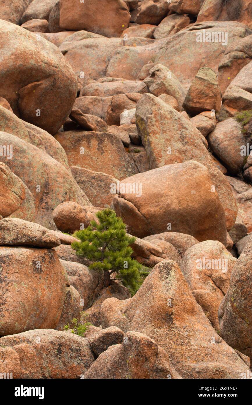 Pinien entlang des Turtle Rock Trail, Medicine Bow-Routt National Forest, Wyoming Stockfoto