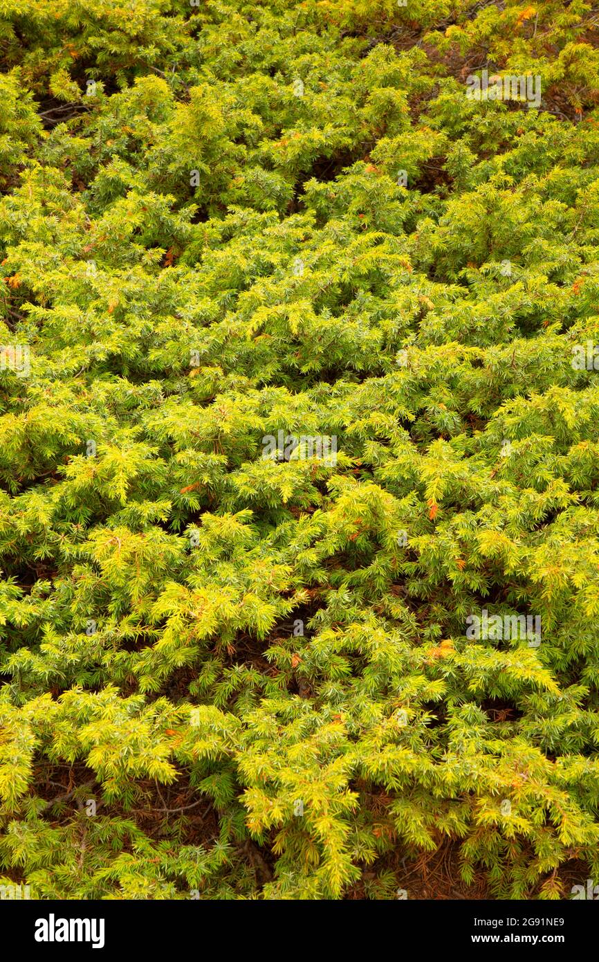 Wacholder am Turtle Rock Trail, Medicine Bow-Routt National Forest, Wyoming Stockfoto