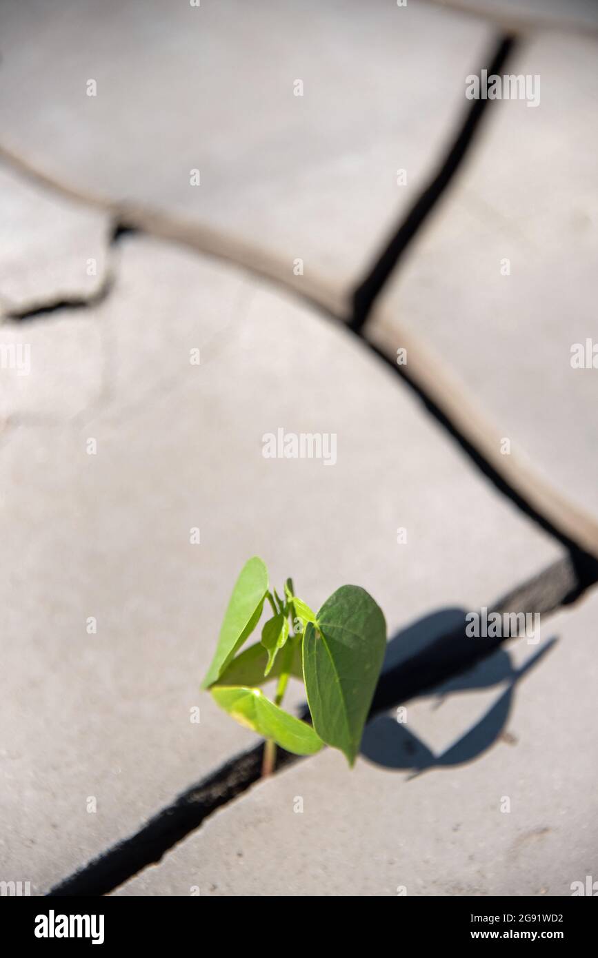 Pflanzentrieb wächst in Rissen im Schlamm Stockfoto