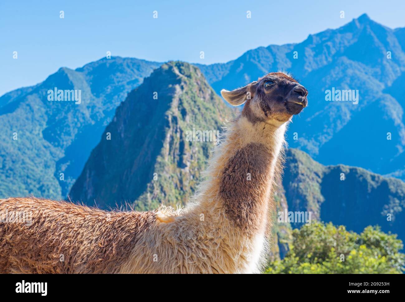 Lama (Lama glama) Porträt in Machu Picchu, Peru. Stockfoto