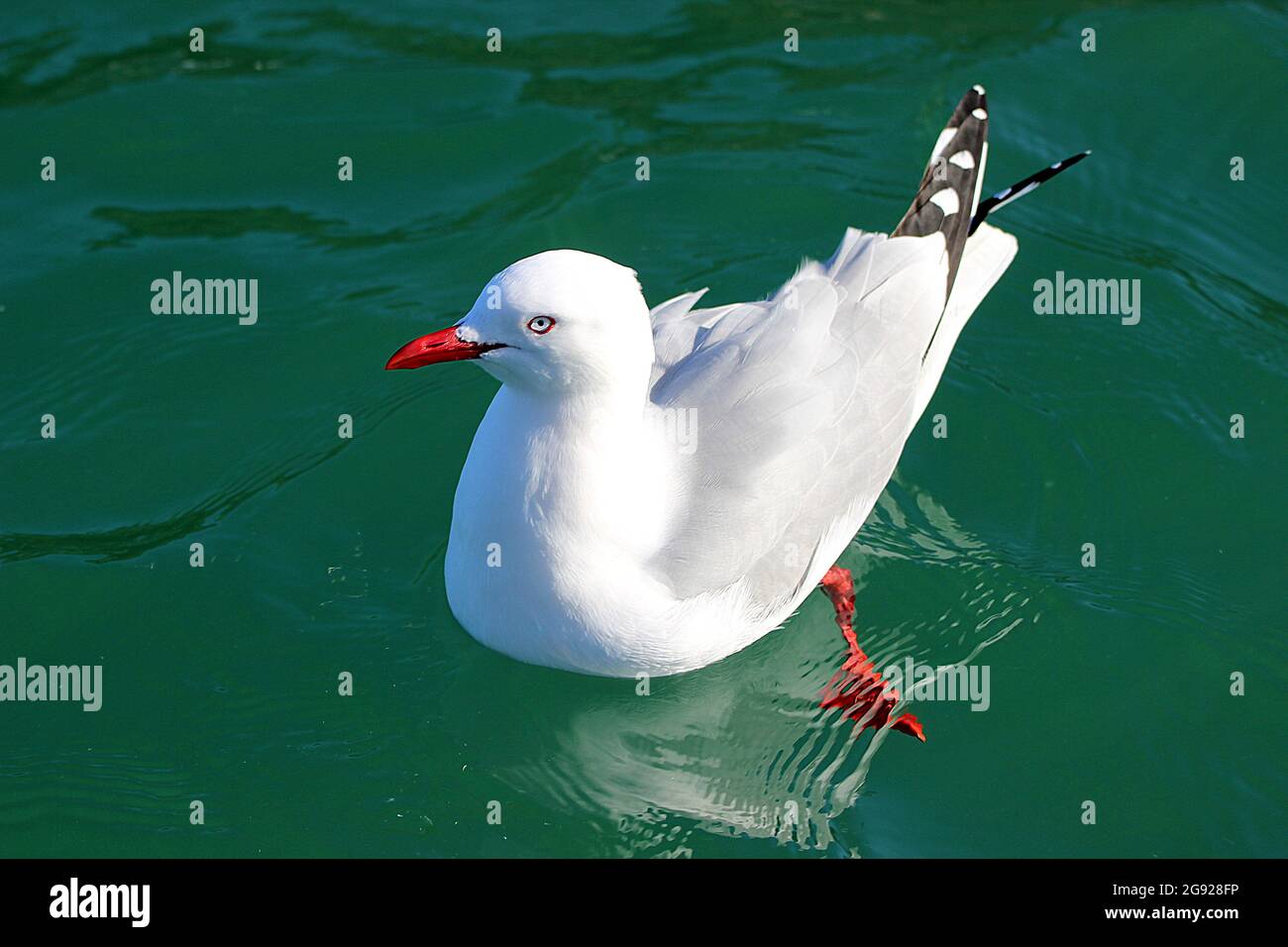 Rotschnabelmöwe (Larus scopulinus) Stockfoto