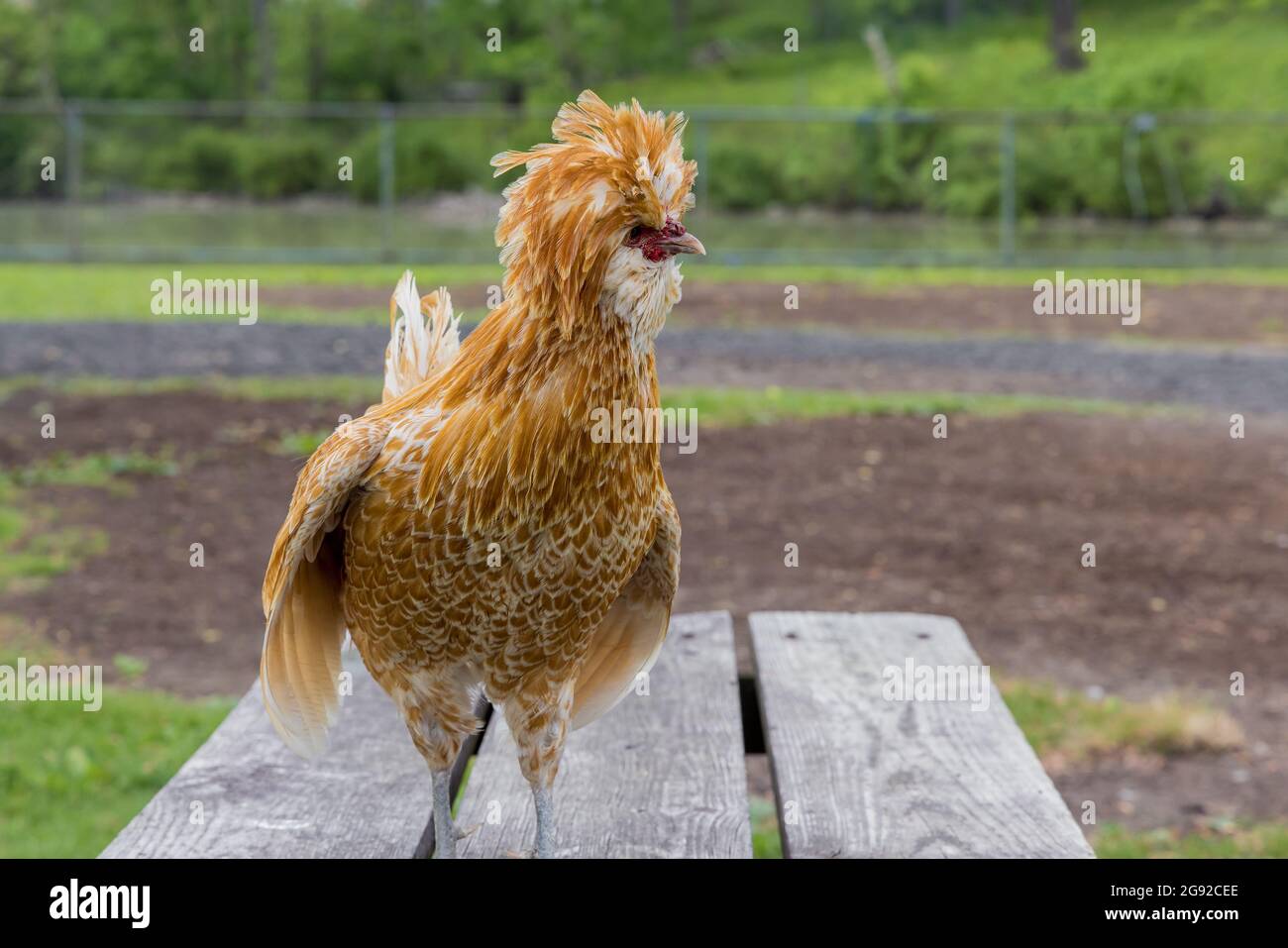 Braunes poliertes Huhn, das auf einem Holztisch steht. Stockfoto