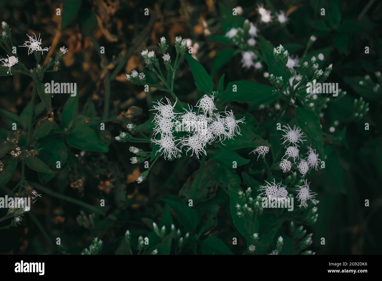 Blumen blühen im Wald Stockfoto