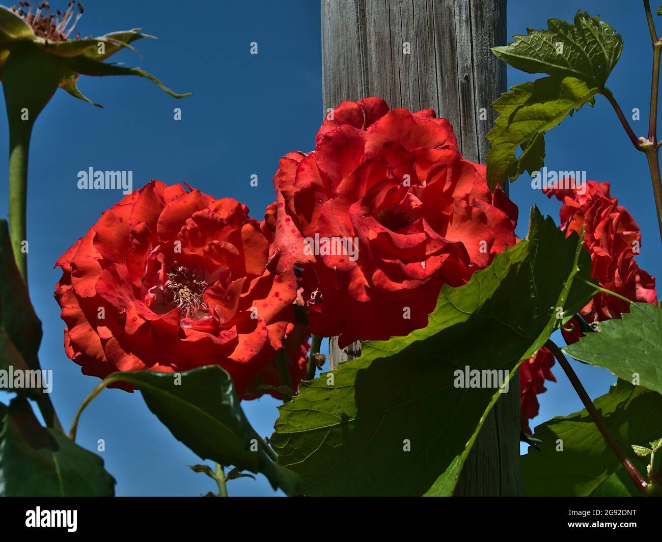 Nahaufnahme der schönen roten Rosenblüte (rosa) auf dem Weinberg mit Holzpfosten und grünen Weinblättern an sonnigen Tagen in der Sommersaison. Stockfoto