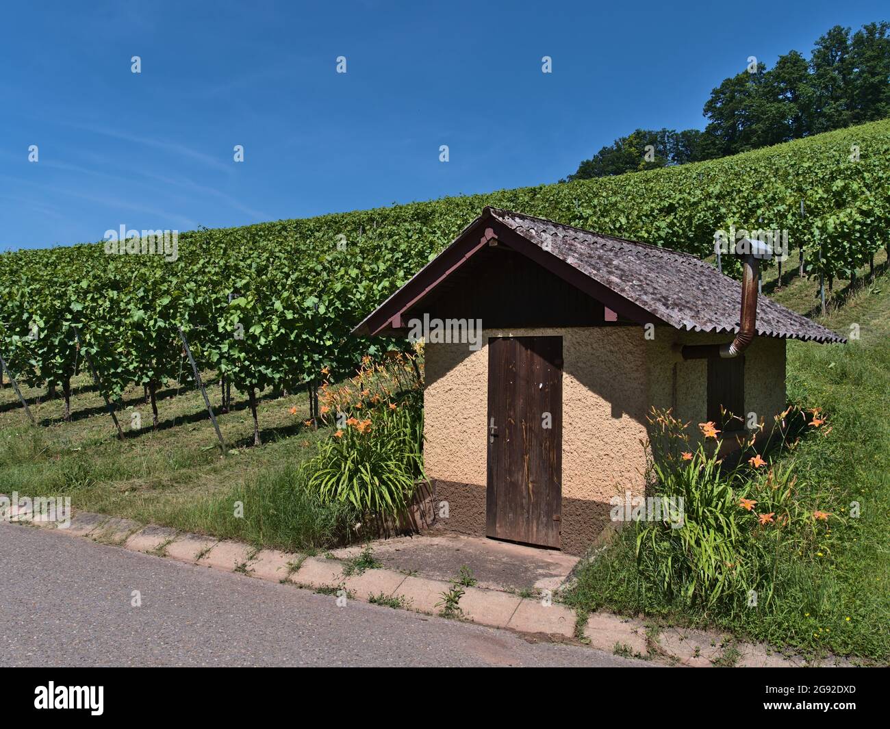 Steinhütte mit Holztür und orangefarbenen Lilienblumen am Fuße des Weinbergs mit grünen Weinstöcken an sonnigen Sommertagen mit blauem Himmel. Stockfoto