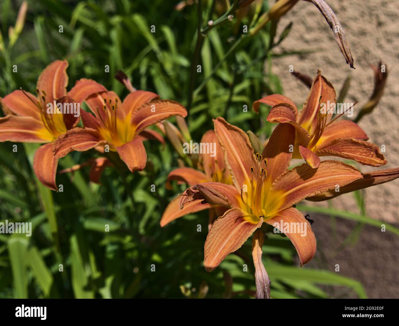 Nahaufnahme von schönen blühenden Lilien (lilium) mit orange und gelb gefärbten Blütenköpfen und grünen Blättern an sonnigen Sommertagen. Stockfoto
