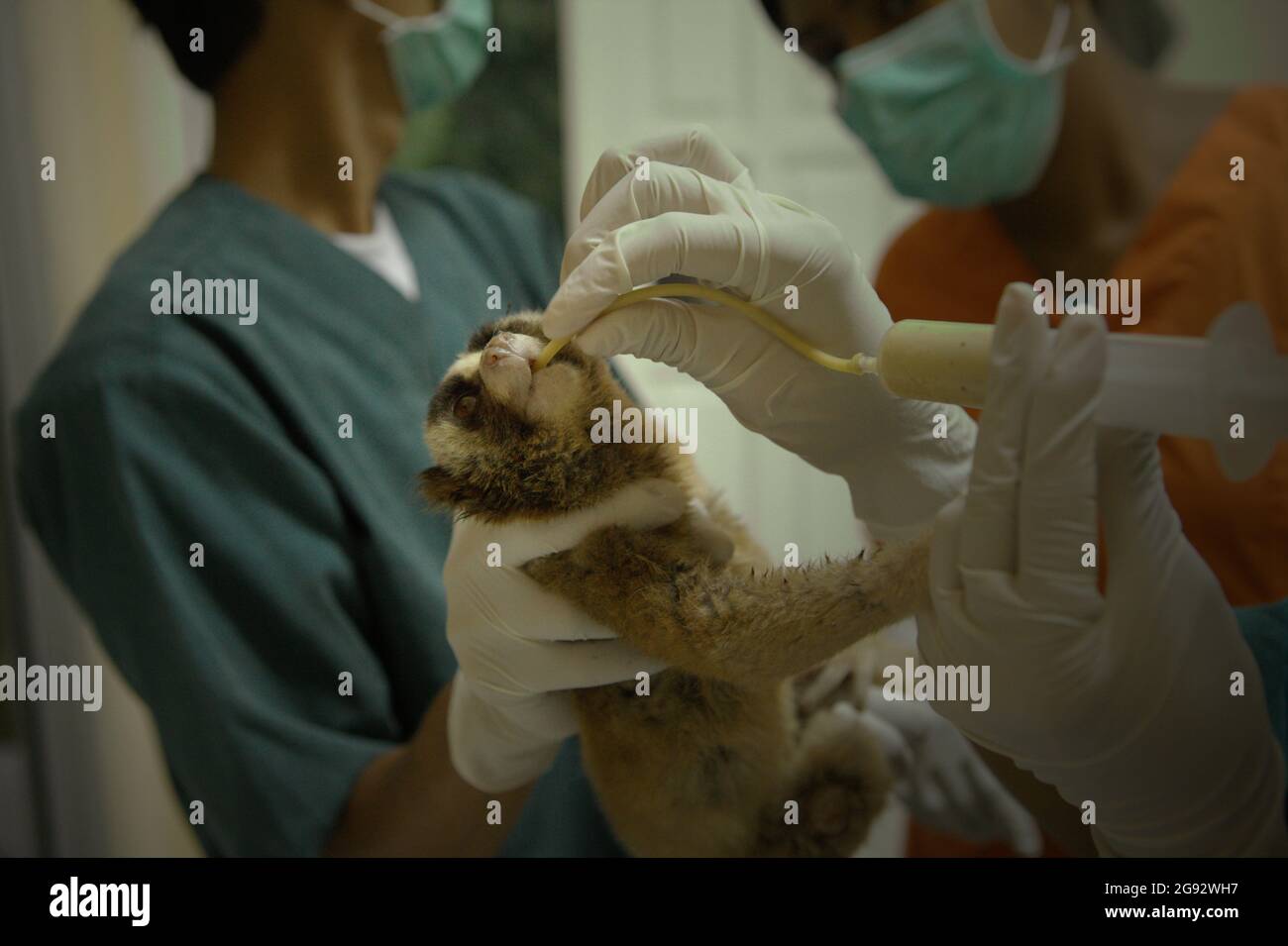 Ein Team von Tierärzten unter der Leitung von Sharmini Julita Paramasivam behandelt einen langsamen Loris, der aus dem Handel mit Wildtieren gerettet wurde. Dies ist einer der Primaten, die in der von International Animal Rescue (IAR) betriebenen Einrichtung in Ciapus, Bogor, West Java, Indonesien, rehabilitiert werden. Die Primaten werden in die Wildnis entlassen, sobald sie bereit sind. Stockfoto