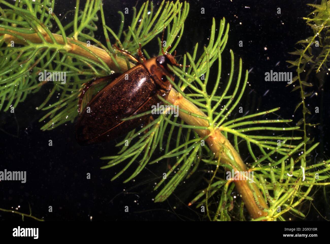 DIVING BEETLE AUCH BEKANNT ALS PREDACEOUS DIVING BEETLE, EIN AQUATIC BEETLE AUS DER FAMILIE DYSTICIDAE, WAS "TAUCHFÄHIG" BEDEUTET. Stockfoto