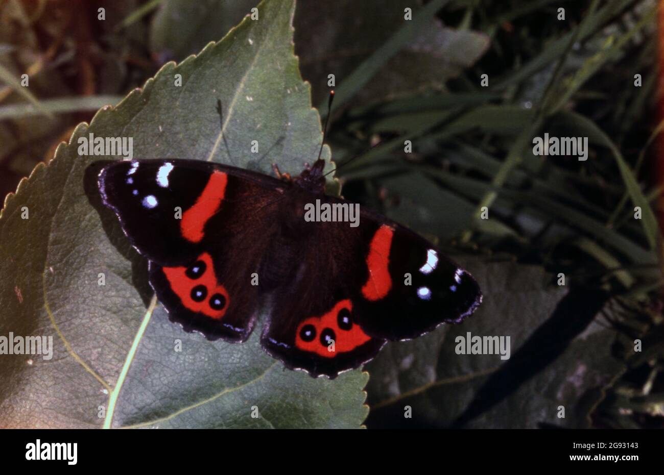 DER NEUSEELÄNDISCHE ROTE ADMIRAL-SCHMETTERLING (VANESSA GONERILLA) IST EINE SPEZIES VON SCHMETTERLINGEN, DIE IN NEUSEELAND ENDEMISCH SIND. AUCH BEKANNT ALS KAHUKURA. Stockfoto