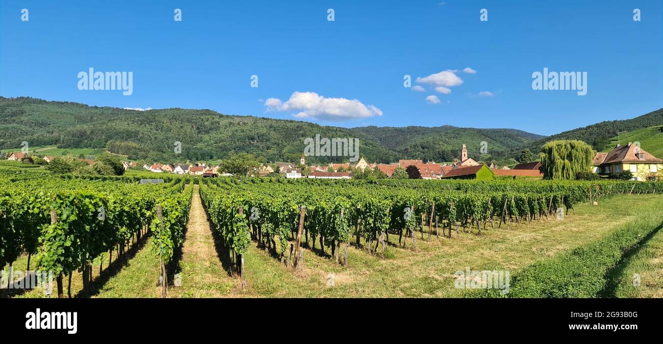 Weinberge und ruhige alte Dorf im Elsass, Frankreich Stockfoto