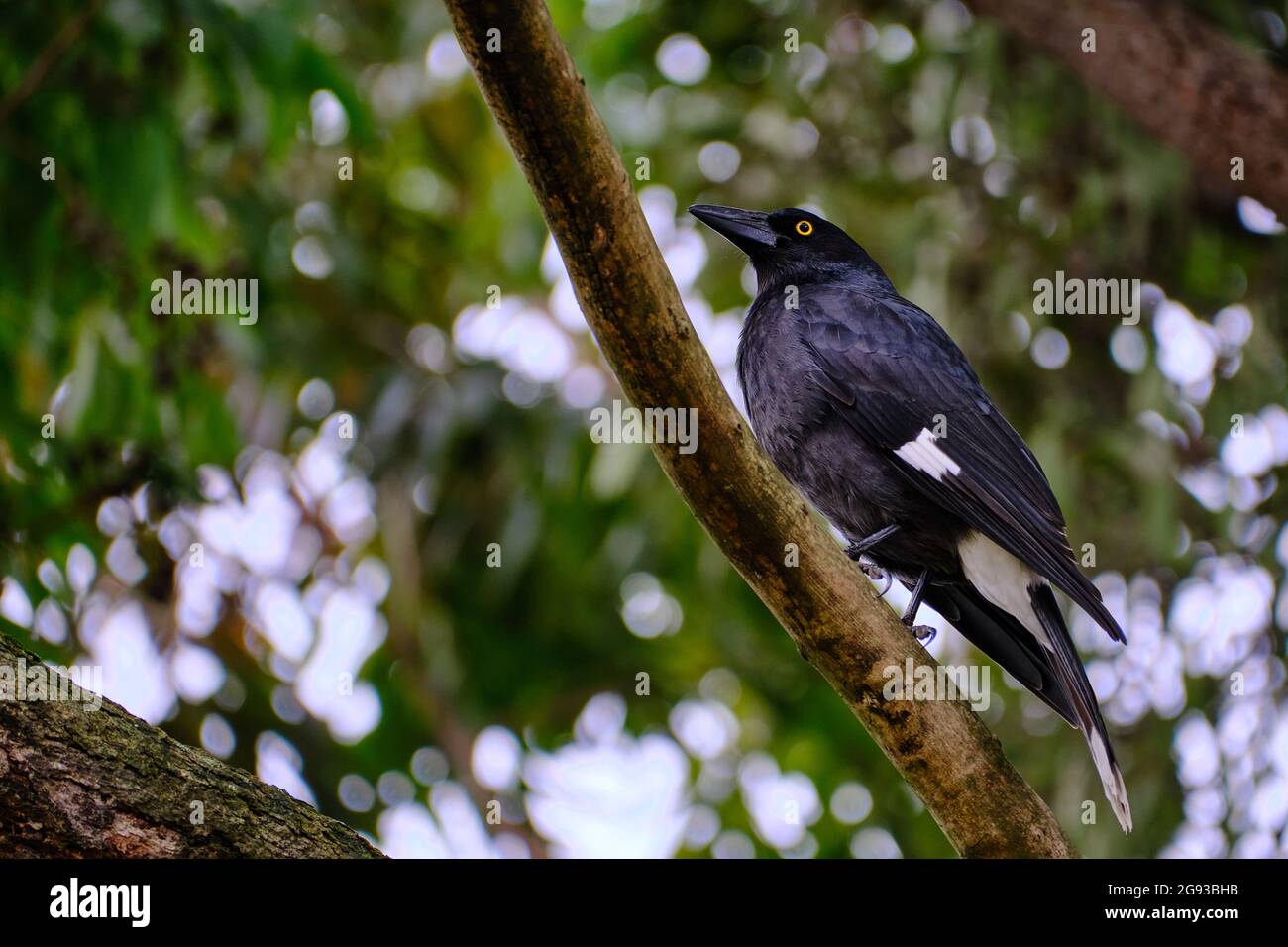 Auf Lookout Duty Stockfoto