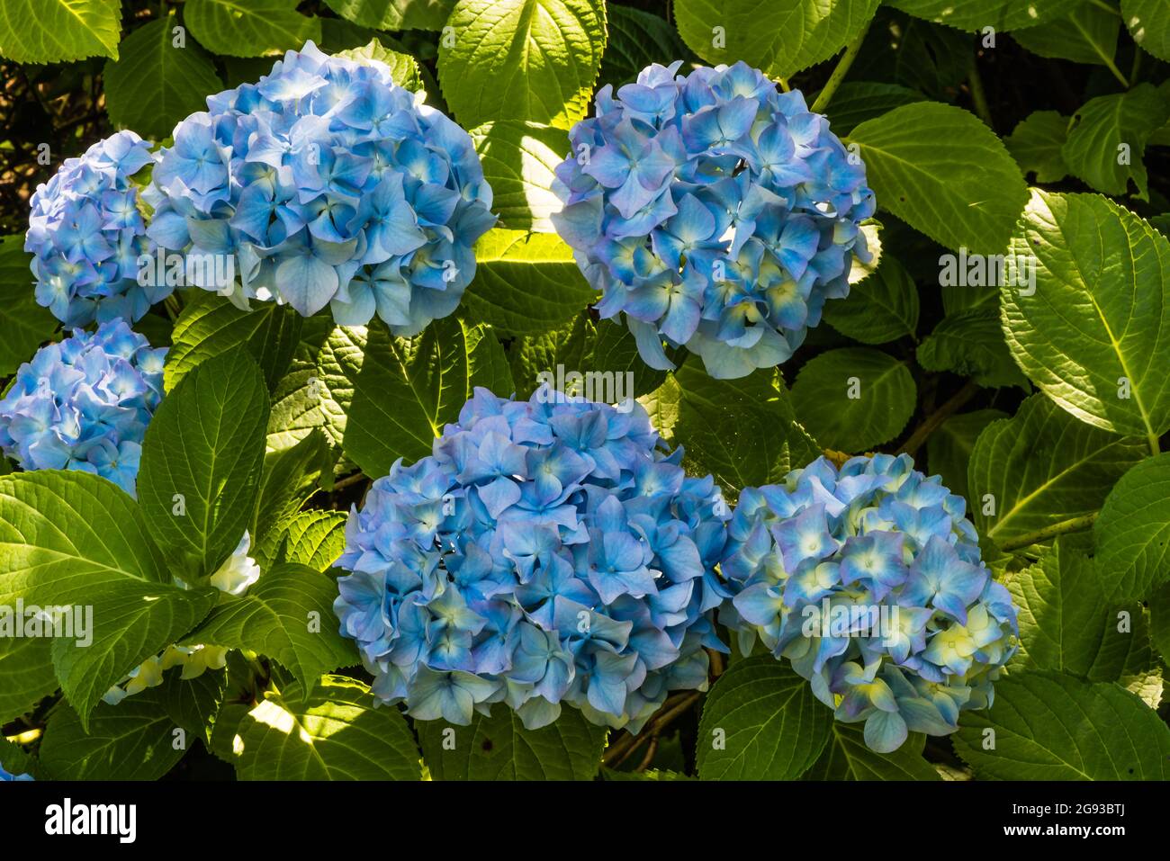 Hortensien oder Hortensiaceae wachsen in einem Counry Garden. Stockfoto