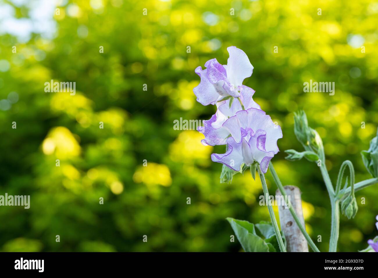 Lathyrus odoratus „Sir Jimmy Shand“. Süße Erbse Stockfoto