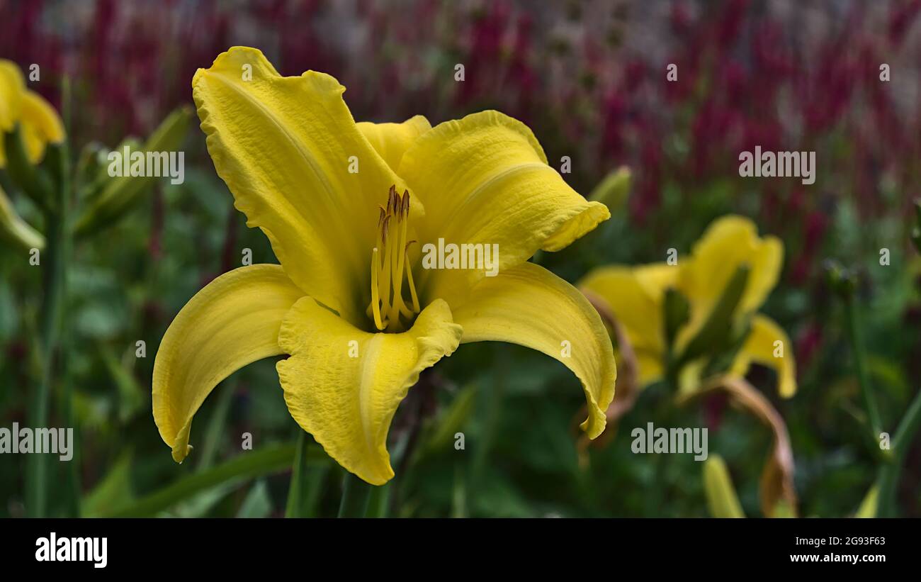 Schöne Nahaufnahme von blühenden Lilienblüten (echte Lilien, lilium) mit leuchtend gelben Blüten. Konzentrieren Sie sich auf die Mitte des Blütenkopfes. Stockfoto