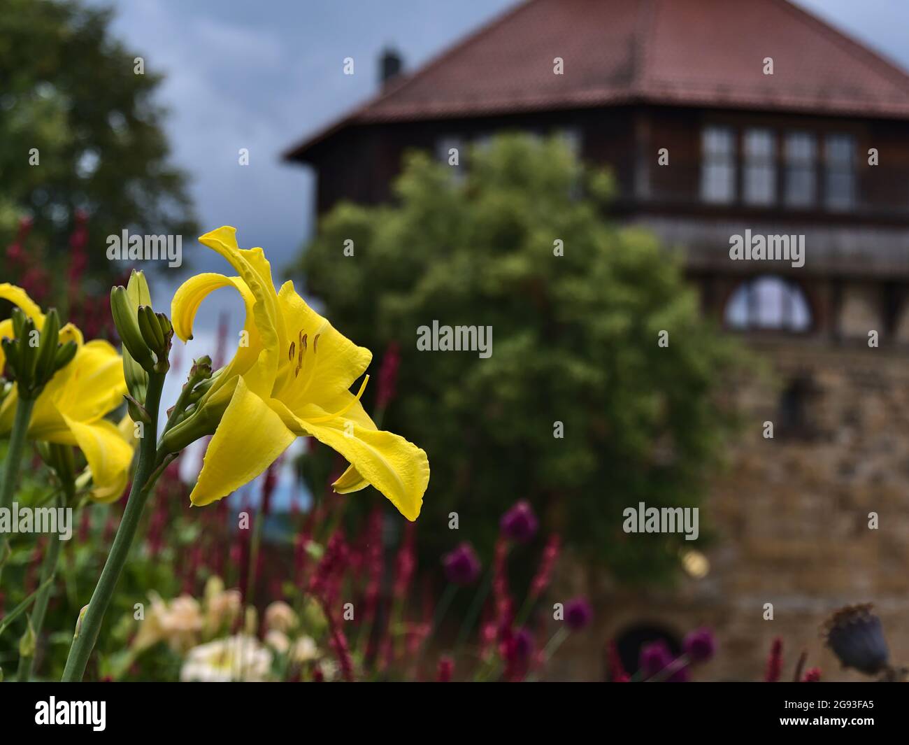 Schöne Nahaufnahme der blühenden Lilienblume (echte Lilie, lilium) mit leuchtend gelben Blüten und historischem Burgturm im Hintergrund. Stockfoto