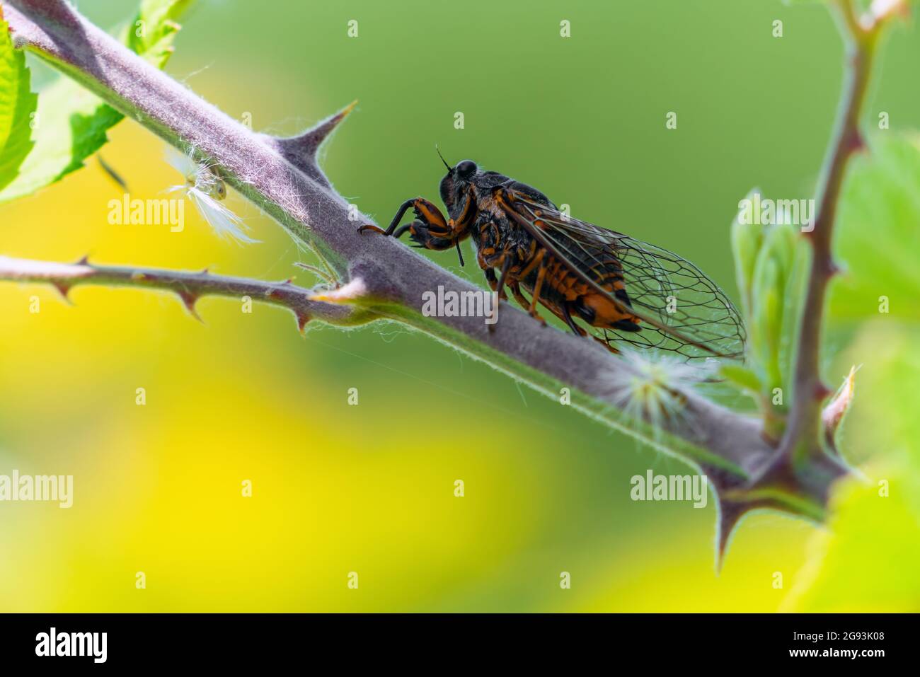 Insekt Cicadidae Familie von Zikaden auf Baumzweig Stockfoto