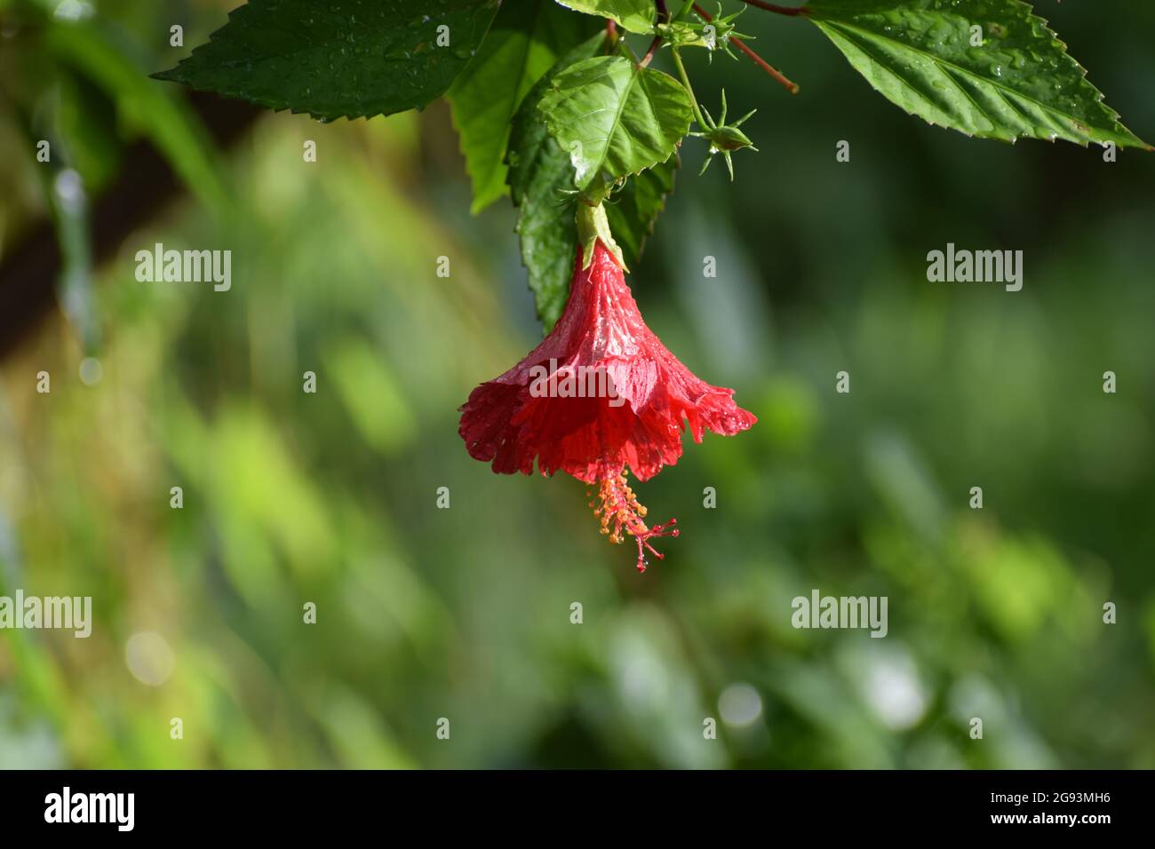 Am Abend blüht eine wunderschöne und isolierte Hibiskusrosenblume Stockfoto Am Abend blüht eine wunderschöne und isolierte Hibiskusrosenblume Stockfoto