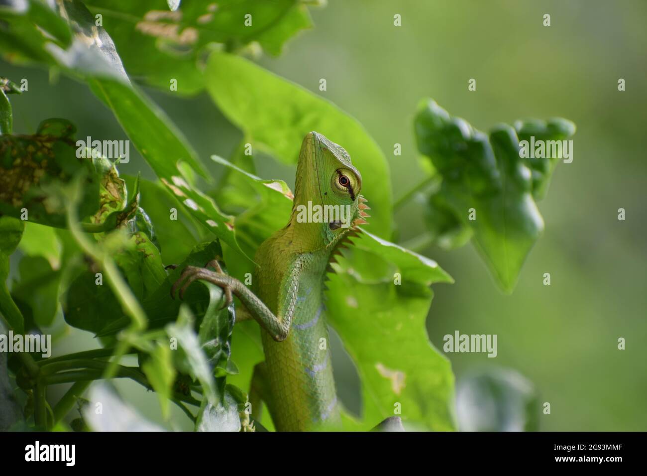 Schöne grüne Eidechse in grüner Natur Stockfoto Schöne grüne Eidechse in grüner Natur Stockfoto