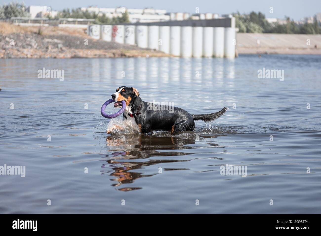 Junghund der Entlebucher Sennenhund Rasse hält Puller im Wasser Stockfoto