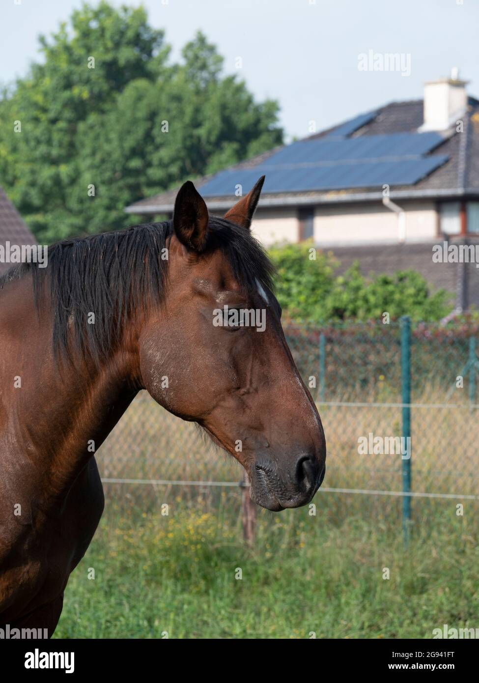 Portraitfoto eines braunen Pferdes mit einer schwarzen Mähne Stockfoto