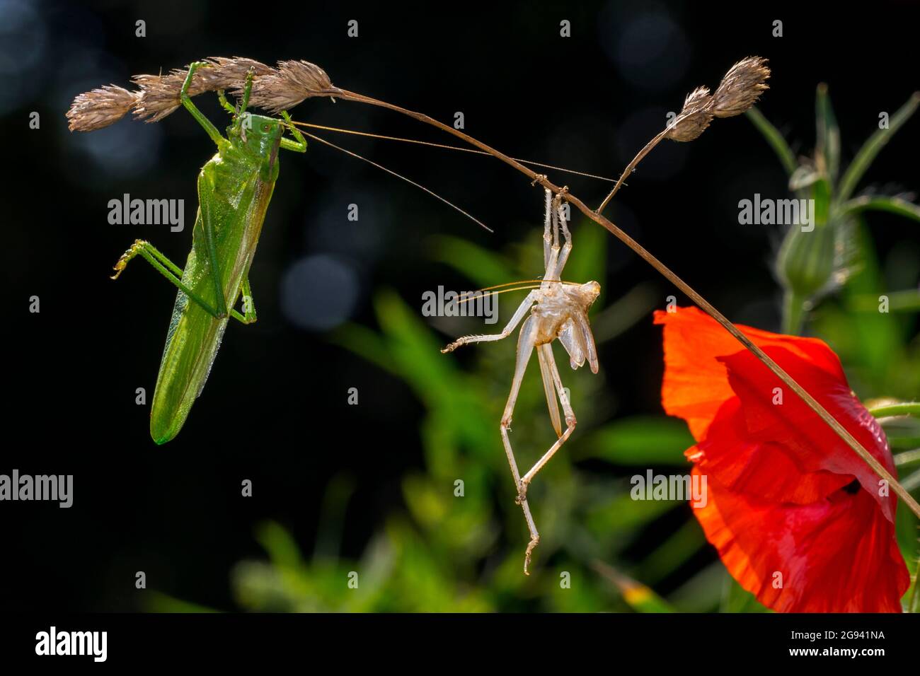 Große grüne Busch-Cricket (Tettigonia viridissima) erwachsenen Weibchen / Imago und Mauser der Nymphe Stadium hängen von Gras Stamm in Wiese Stockfoto