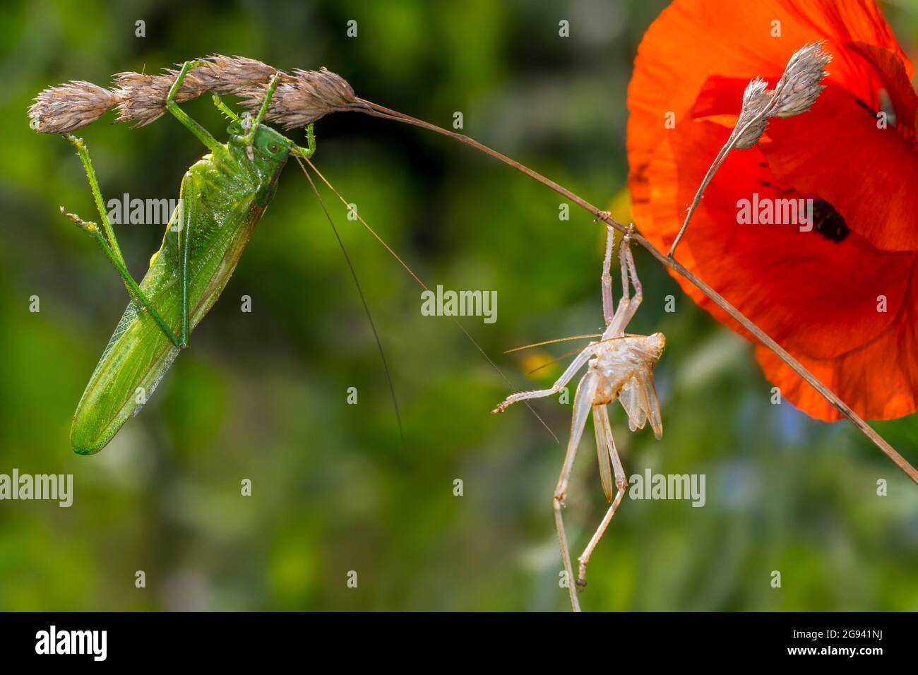 Große grüne Busch-Cricket (Tettigonia viridissima) erwachsenen Weibchen / Imago und Mauser der Nymphe Stadium hängen von Gras Stamm in Wiese Stockfoto