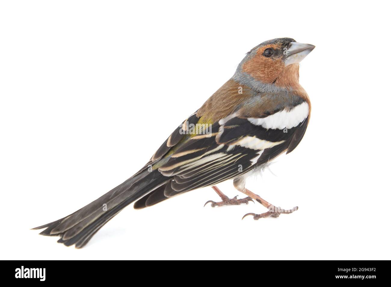 Männlicher Chaffinch, Fringilla Coelebs, isoliert auf weißem Hintergrund Stockfoto