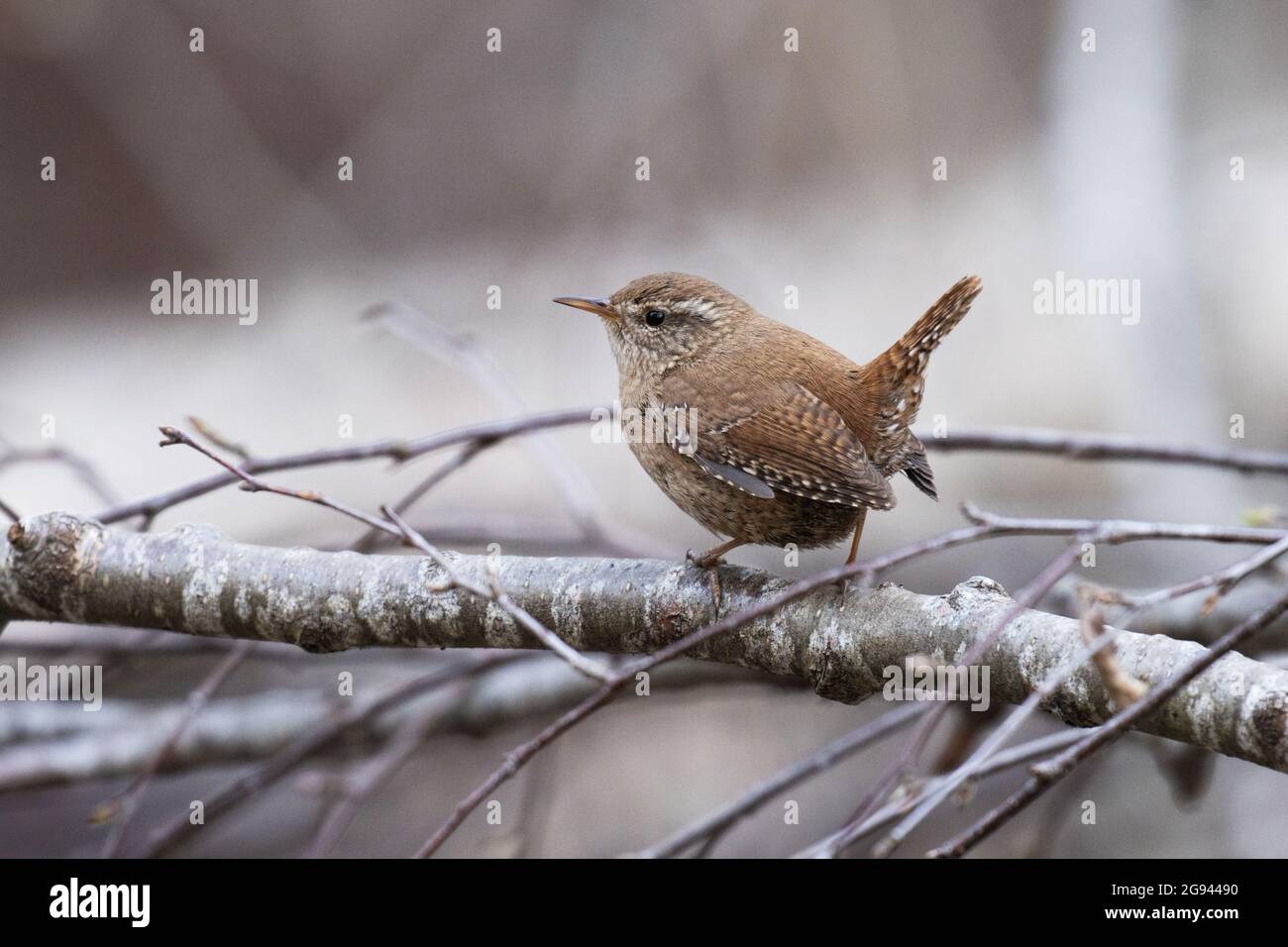 Kleine eurasische Zaunkönige, Troglodytes troglodytes, die auf einem Zweig thront. Stockfoto