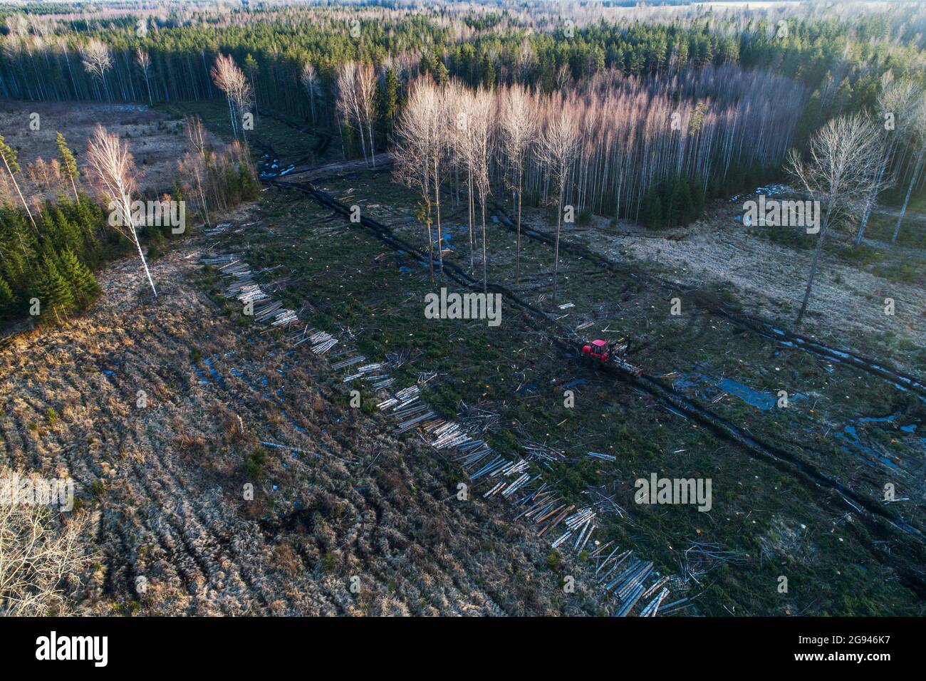 Eine Luftaufnahme eines klar geschnittenen Gebietes nach der Entwaldung mit einem roten Spediteur im europäischen Wald, Estland. Stockfoto