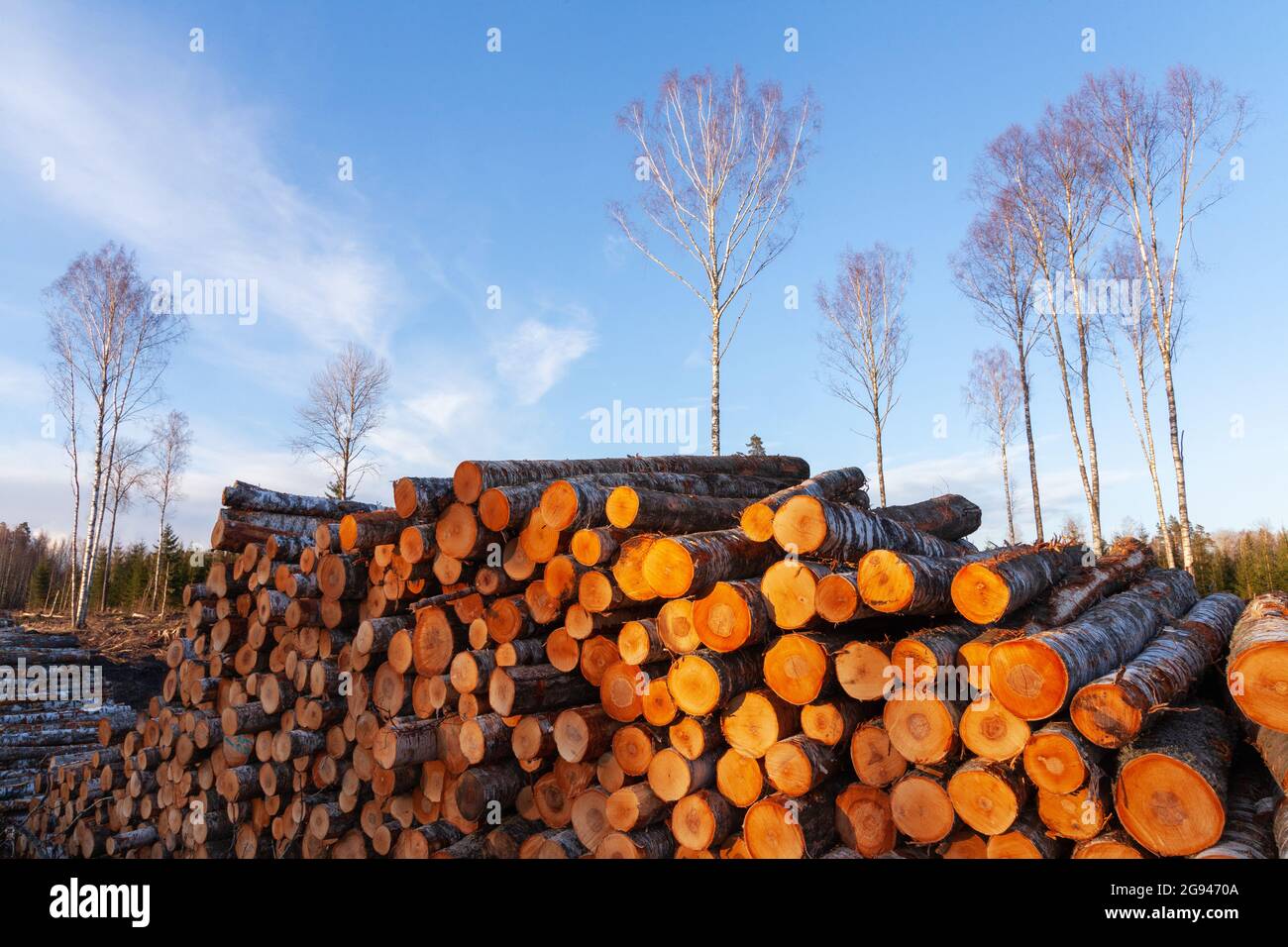 Frisch geschnittenes und gestapeltes Birkenholz als Rohstoff für die Holzindustrie in Estland. Stockfoto