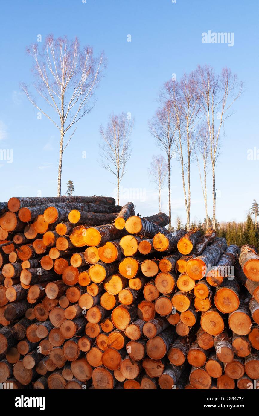 Frisch geschnittenes und gestapeltes Birkenholz als Rohstoff für die Holzindustrie in Estland. Stockfoto
