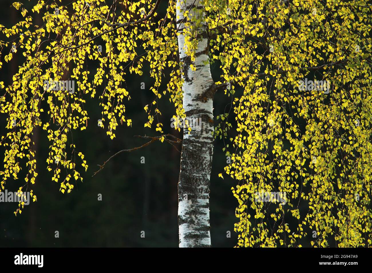 Frische grüne Birkenblätter Anfang Mai in Estland, Nordeuropa. Stockfoto