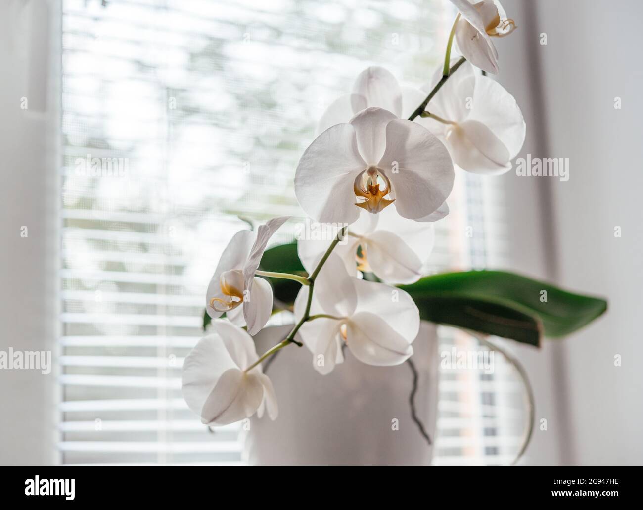 Schöne weiße Orchideenblumen, wie man für Phalaenopsis Orchideen, populäre Hauspflanzen wächst und sich um sie kümmert Stockfoto